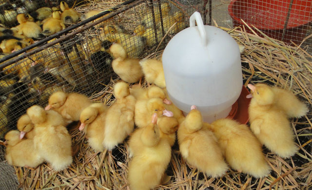 小鸭子拉白屎是什么原因,小鸭子拉白屎如何治疗