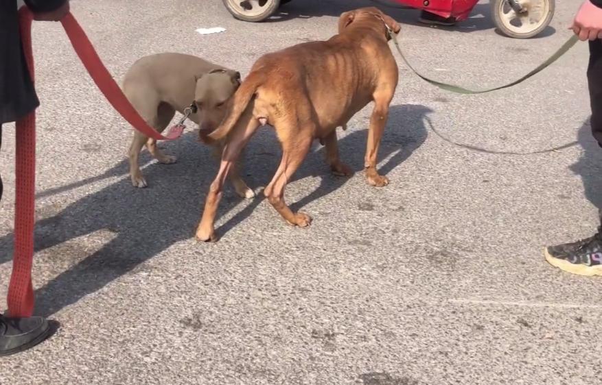 河南：比特犬因不愿和小狗咬架，主人就决定要将它送狗肉馆