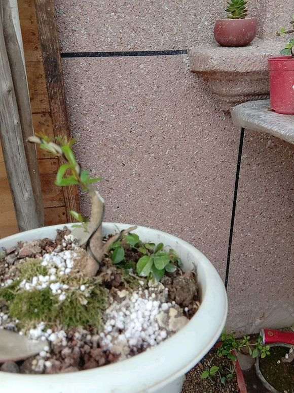 盆栽种植各种水果方法,哪几种水果种子可以自己盆栽