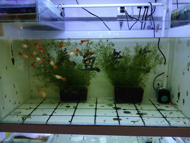 孔雀鱼小鱼合缸的正确方法,孔雀鱼小鱼多久能和大鱼一起合缸