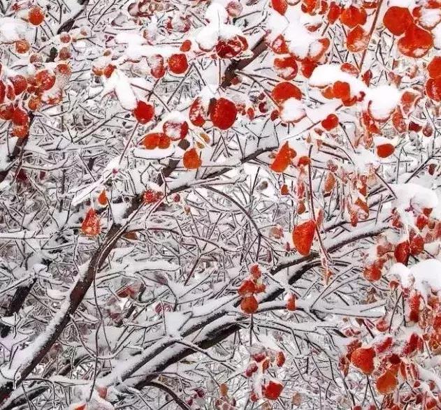雾凇之美宛若仙境,连云港花果山雾凇美得像仙境