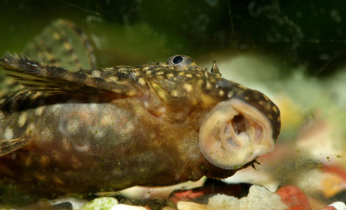 清道夫晒干遇水复活真的假的,清道夫到底是怎么入侵的