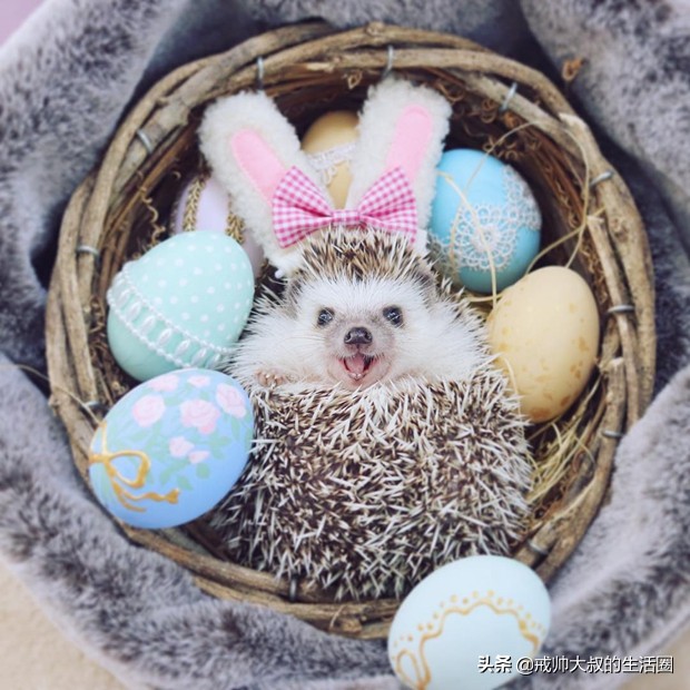 小刺猬到底有多可爱,很可爱的小刺猬有哪些