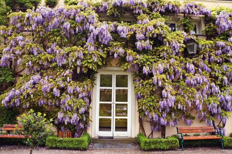 适合阳台养的四季开花有花香的花,花期长耐热耐寒又好养的花卉