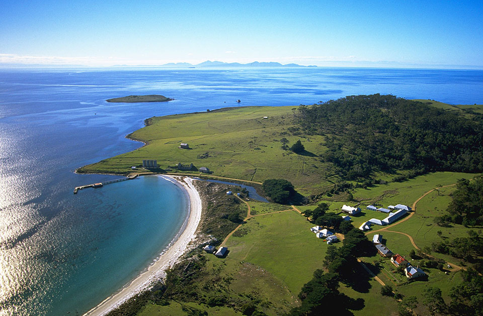 放生企鹅被海豹吃了,企鹅濒临灭绝