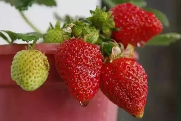 在大连去旅顺华酝牡丹园坐什么车,大连旅顺华酝牡丹园几月份适合去