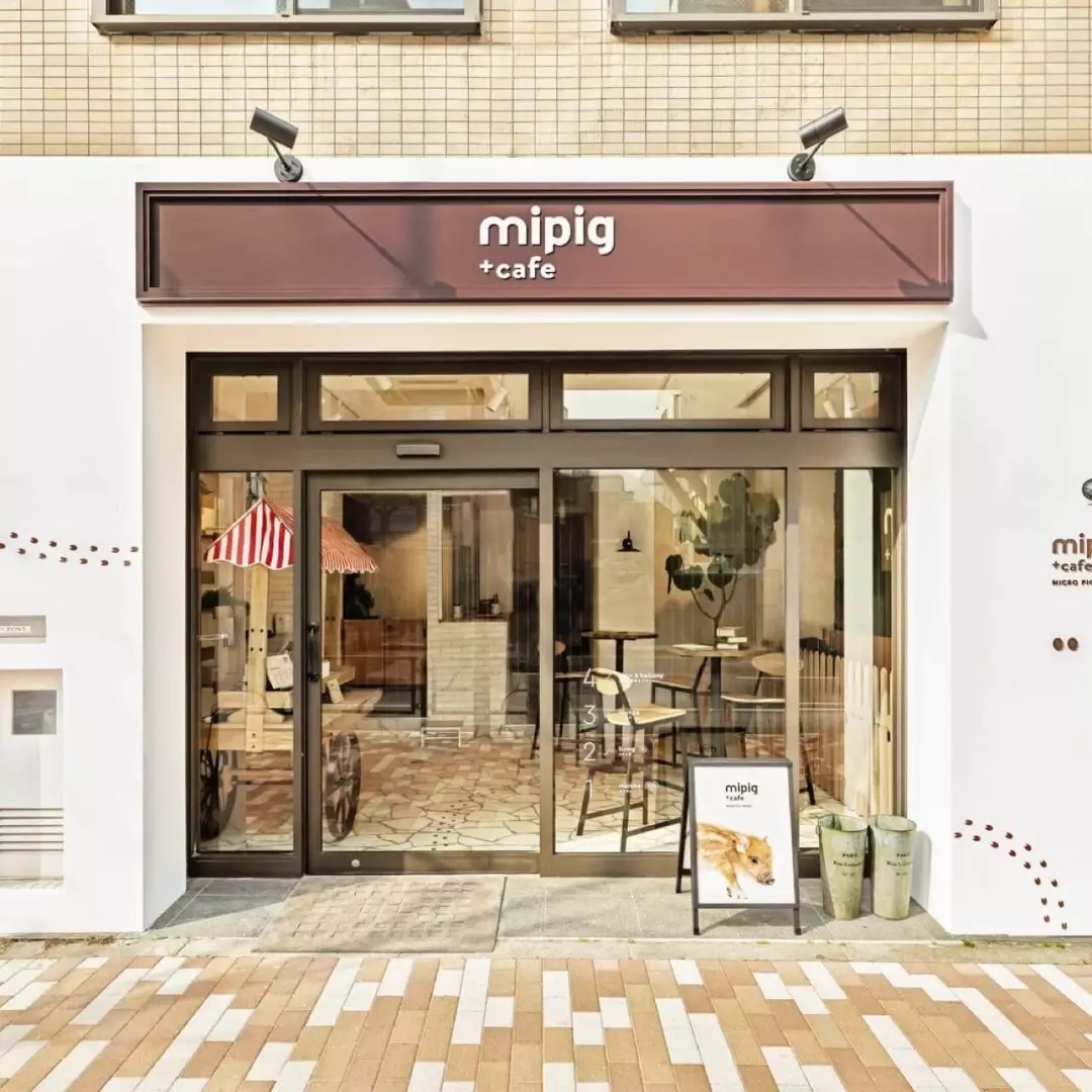 猫咪必去的咖啡馆 (猫咪咖啡厅有什么)