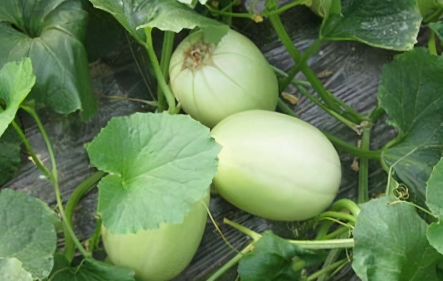 培育甜瓜苗用多大的育苗盘,甜瓜苗在穴盘里面多少天可以移栽