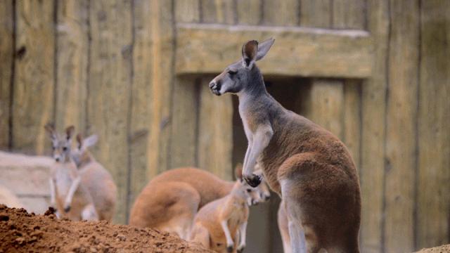 泉城欧乐堡动物王国二日游,十一假期泉城欧乐堡动物王国