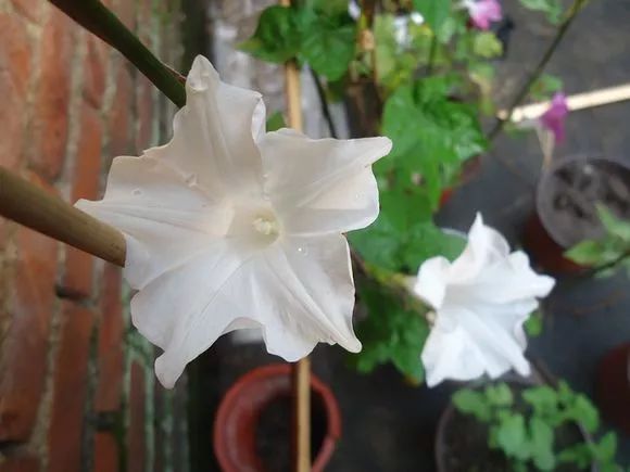 牵牛花到处都可以肆无忌惮的生长,不常见的品种,美出天际!