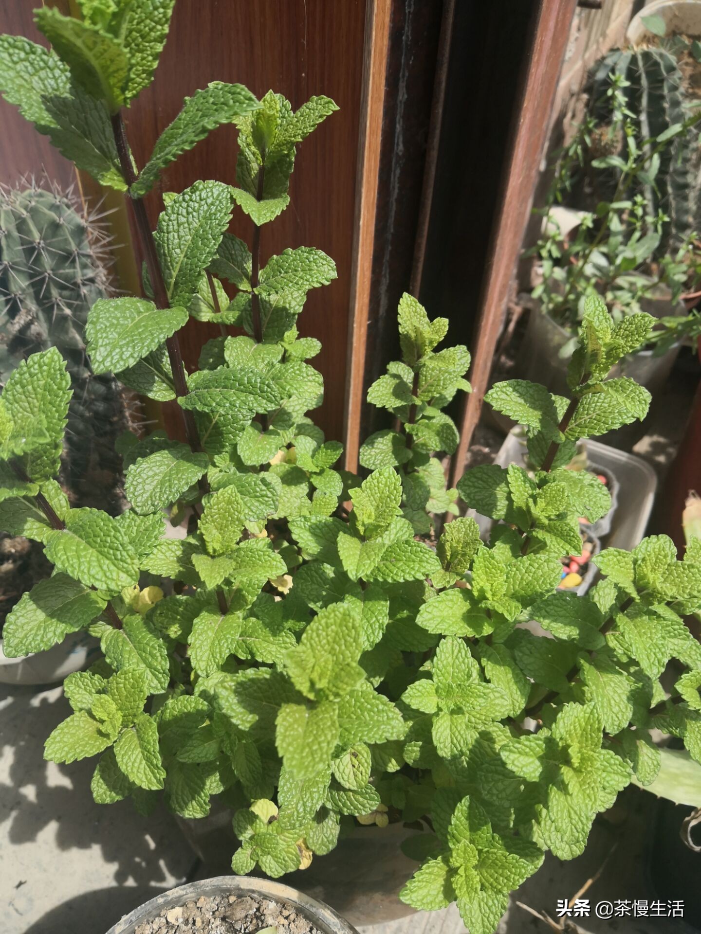 中医养生薄荷,薄荷适用的茶饮有哪些品种