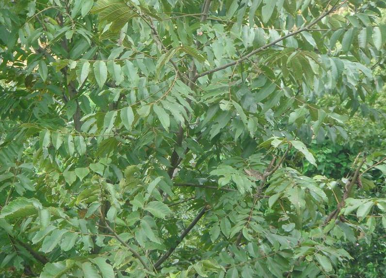 秦岭小核桃,秦岭野生核桃怎么判断