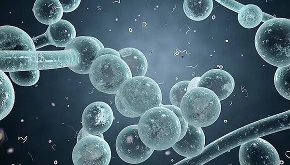 猫感染了新型冠状病毒怎么办,猫会携带新型冠状病毒吗