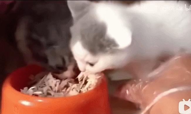 猫咪界干饭王,喵界干饭王