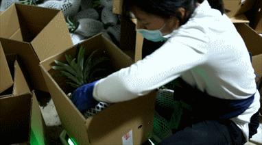 云南弥勒农产品直播卖货,弥勒农产品直播卖货