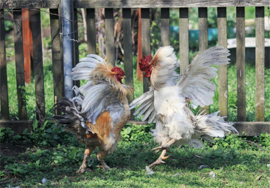 大公鸡可是蜈蚣的克星,大公鸡为什么吃了蜈蚣就要啄人