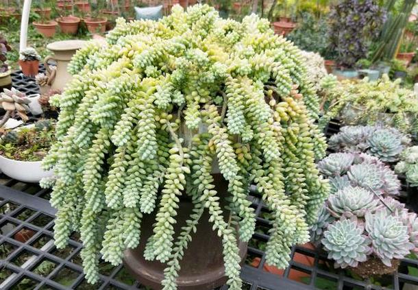 多肉玉缀盆景,多肉玉缀锦图片