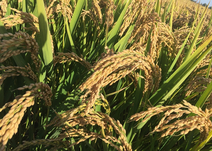 鲜米大米粳米的区别,鲜米是什么米