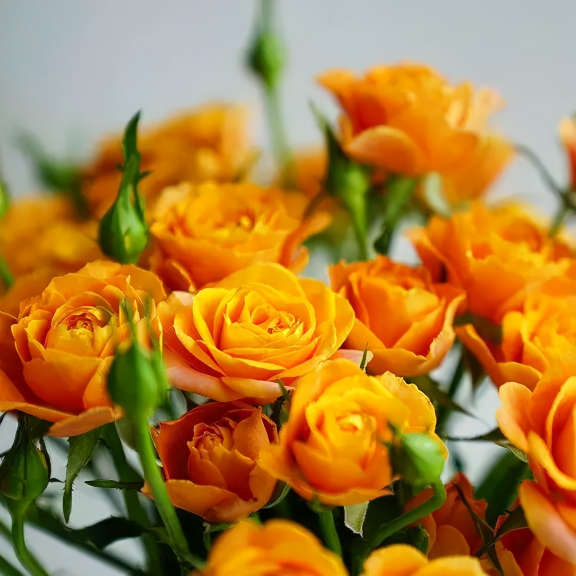 一篇文章带你认识三亚40种花,鲜花图鉴一次性认识30种玫瑰花