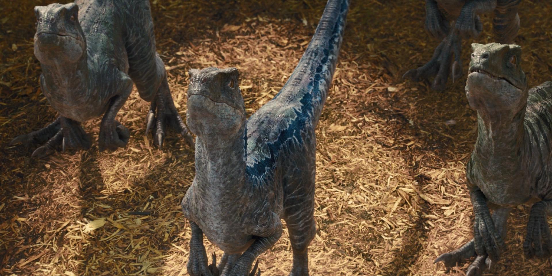 迅猛龙和伶盗龙是不是同一种恐龙,伶盗龙和迅猛龙的区别