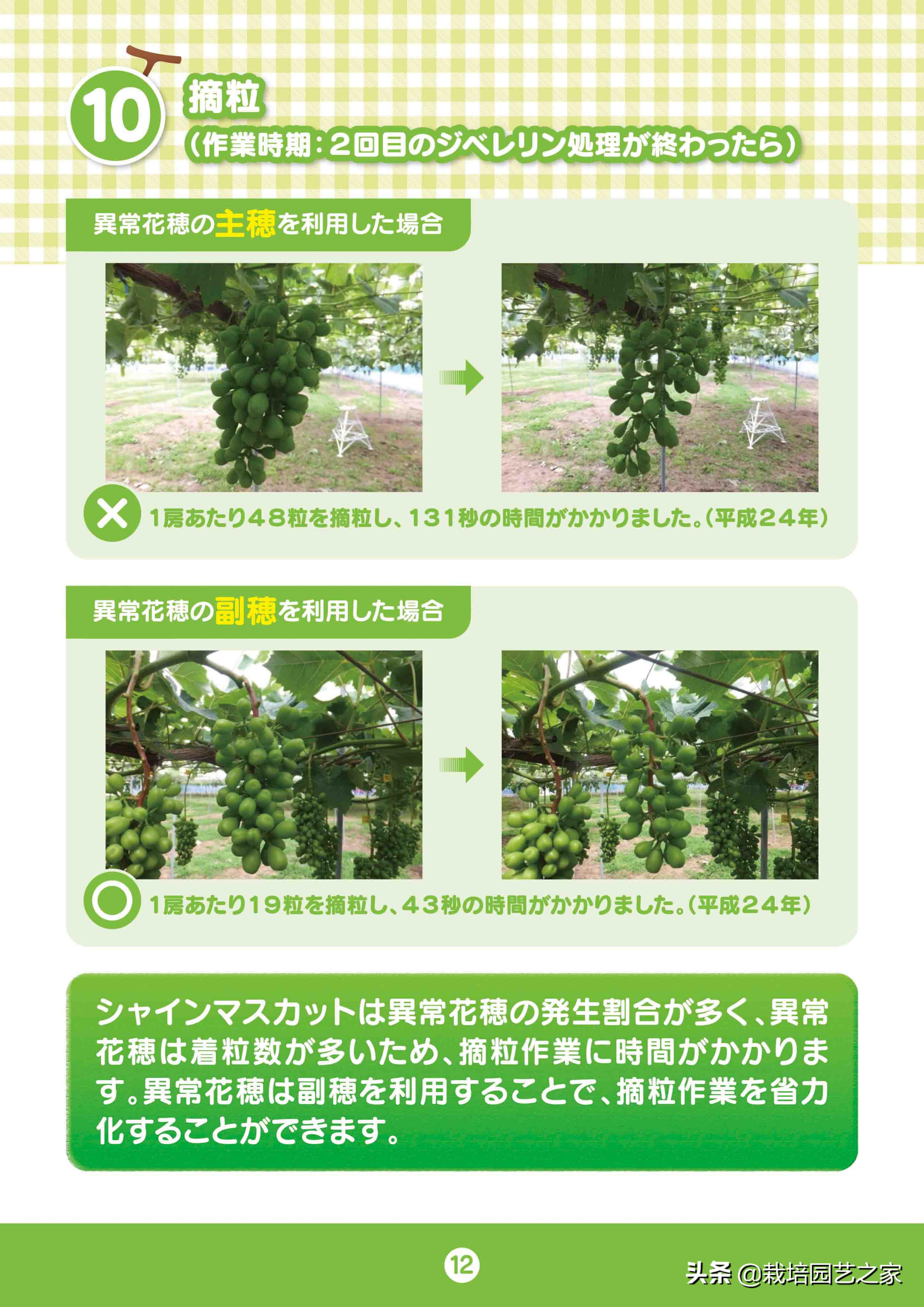 日本阳光玫瑰葡萄全教程,日本阳光玫瑰保果配方