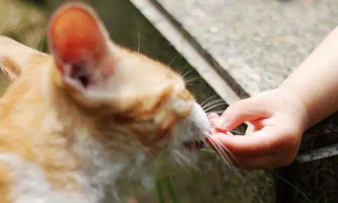 铲屎官必知猫咪如何排便算正常,猫咪铲屎官必备常识