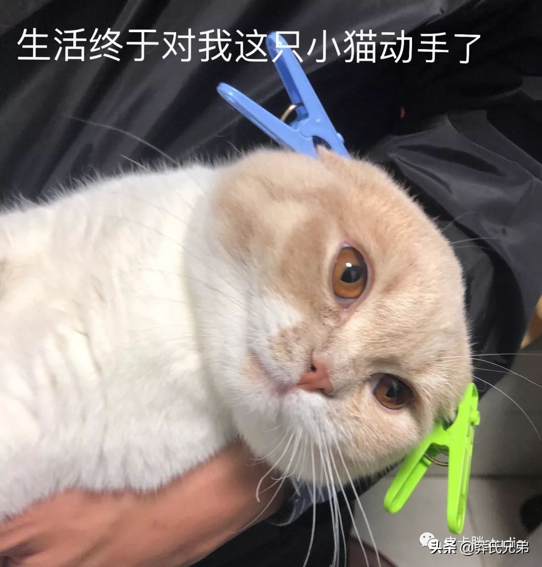 可爱小奶猫刚生出成长日记,一只小奶猫的成长过程