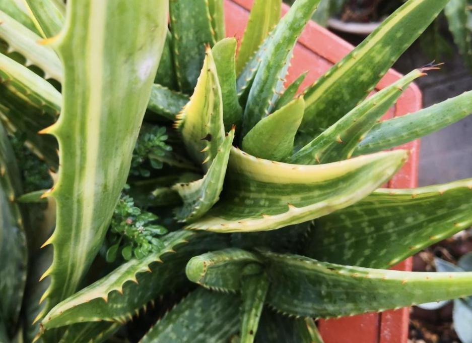 芦荟黄叶烂根,芦荟烂根黄叶