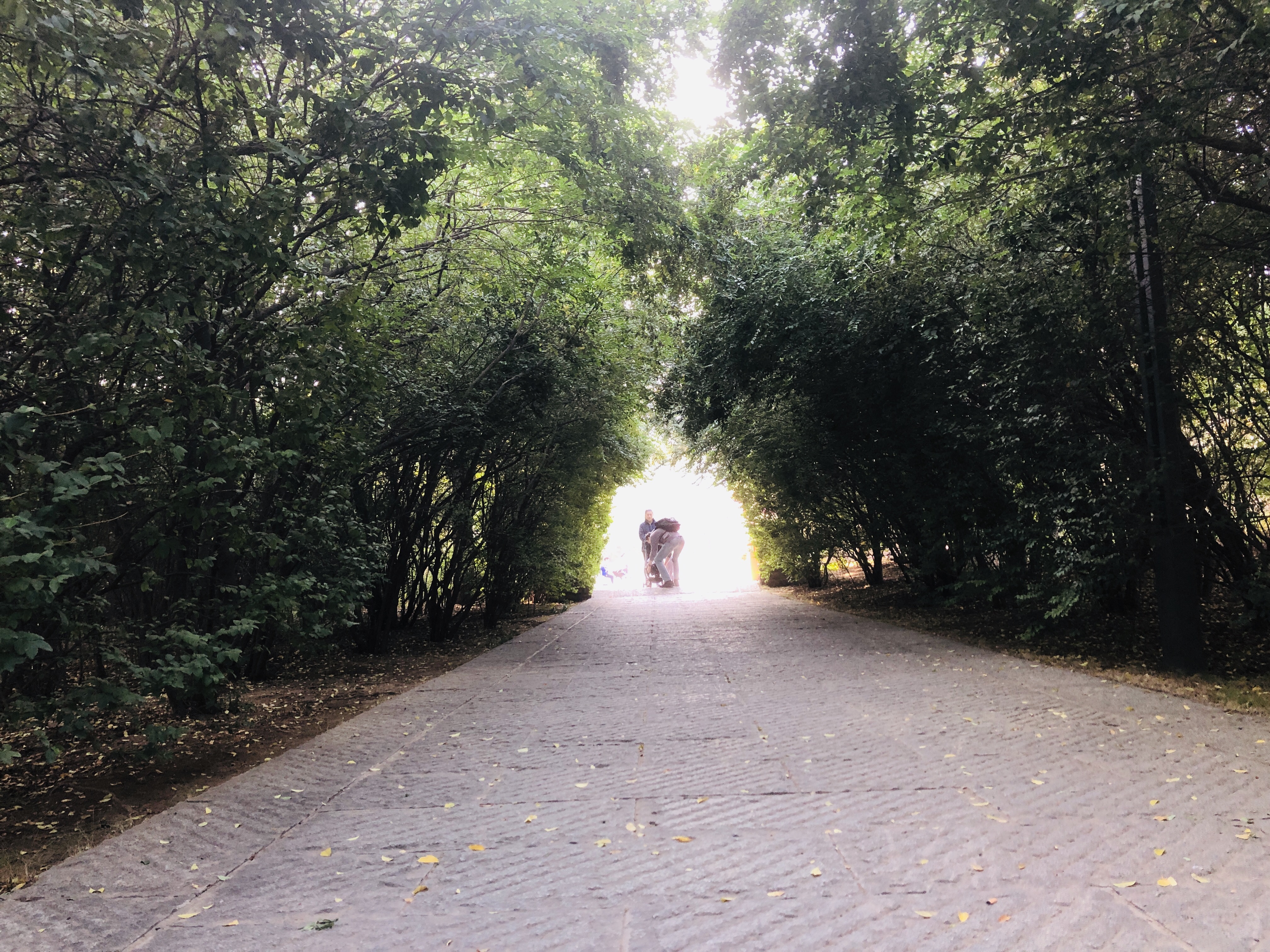 雨后的济南森林公园美景让人陶醉,济南森林公园美成“童话”