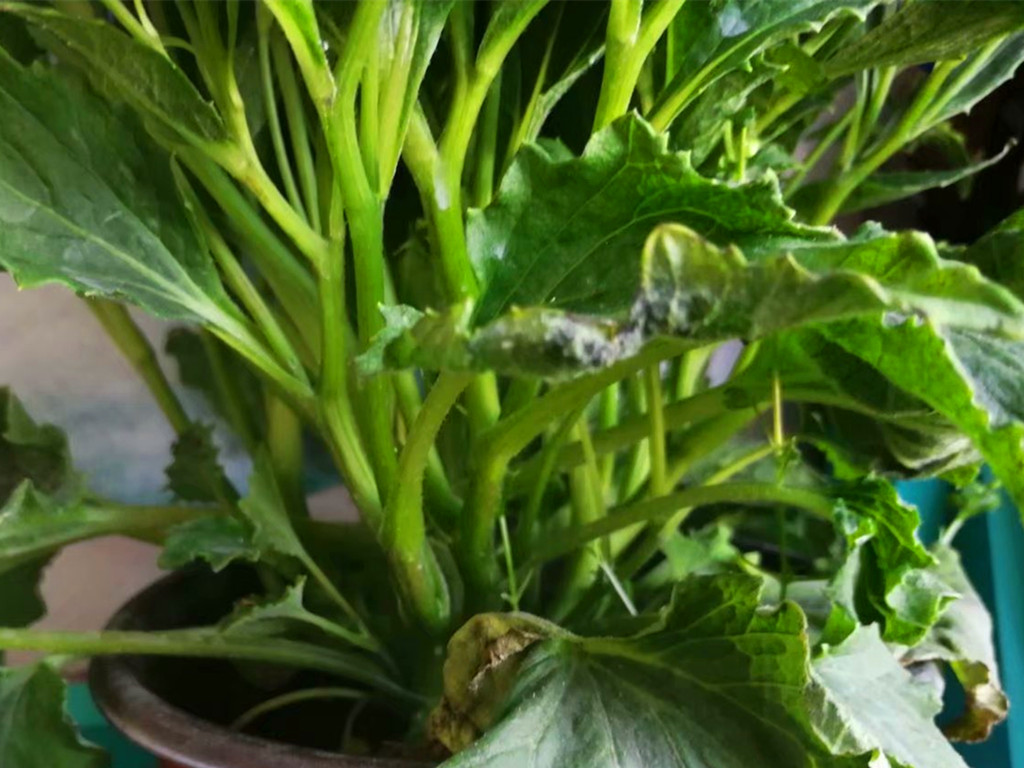 瓜叶菊越冬注意事项,瓜叶菊叶子有白粉病怎么处理