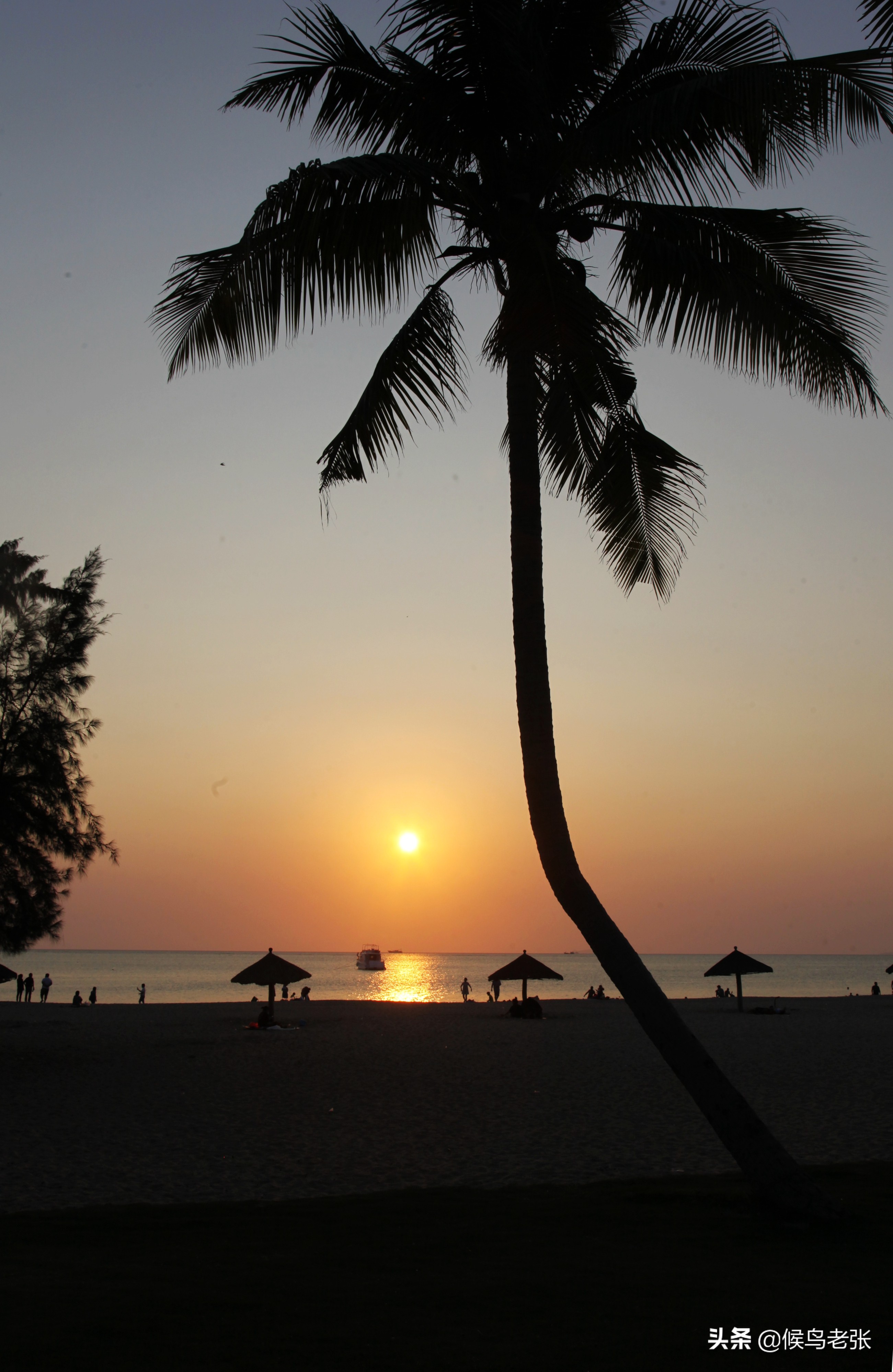 三亚的槟榔虫咬人,三亚旅游槟榔虫咬人