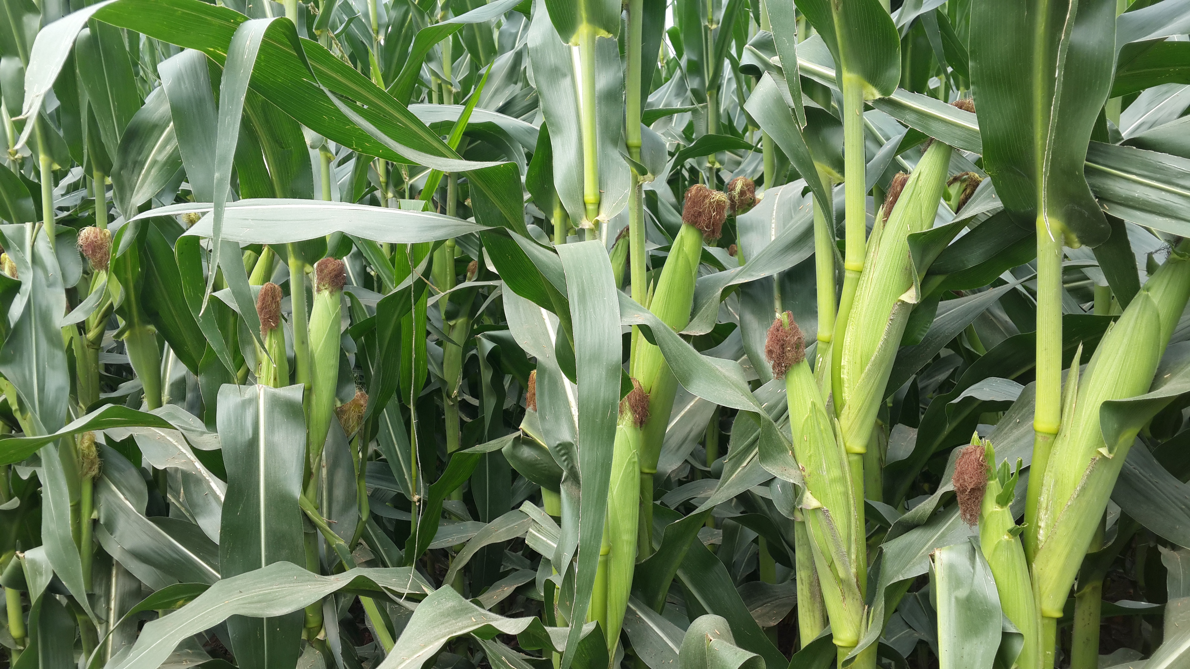 玉米价格对猪饲料价格的影响,玉米价格上涨养猪