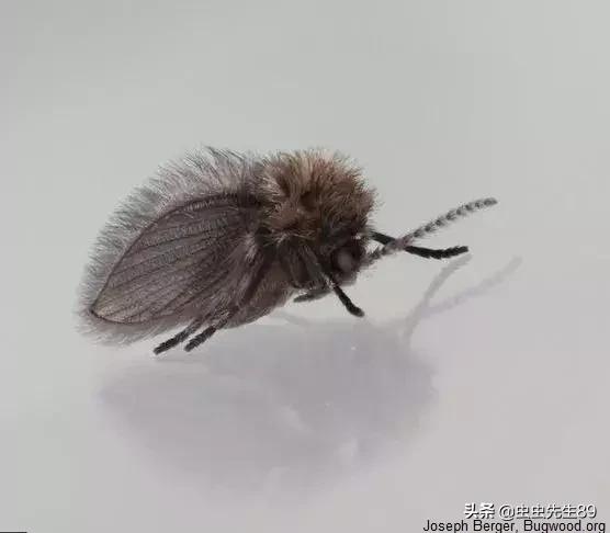 蹲便厕所小飞虫如何彻底消除,怎样消除厕所里的飞虫