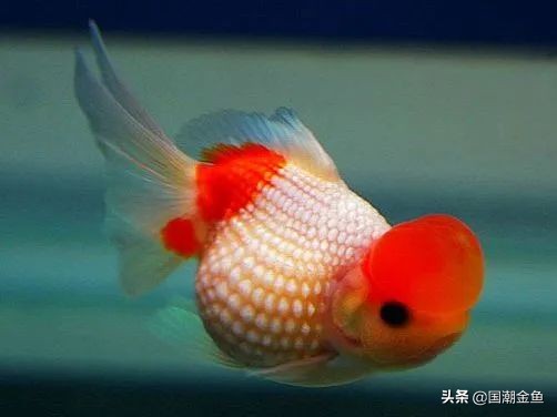 最有特色的金鱼,传统老三样金鱼