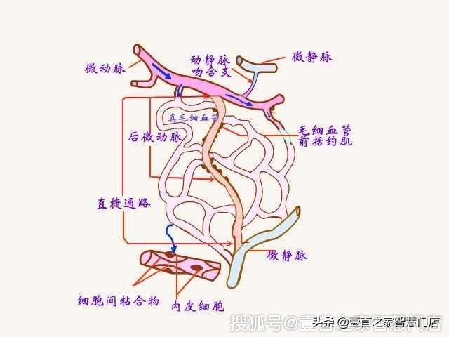 促进宫腔微循环排毒,微循环排毒