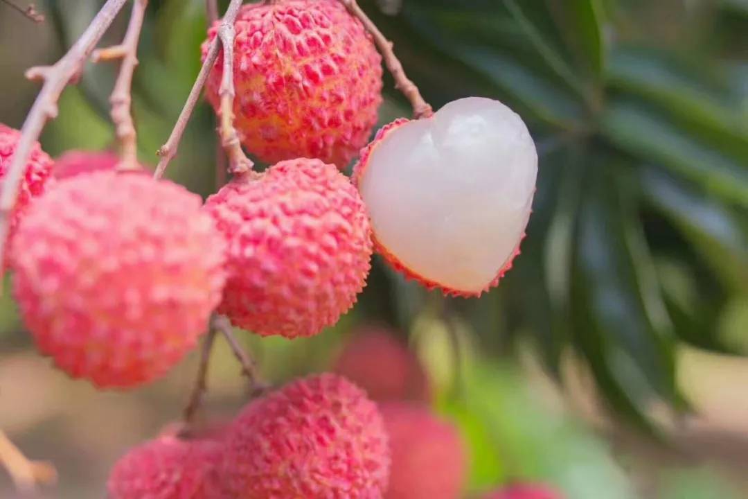 荔枝界的爱马仕,广东荔枝首选桂味荔枝