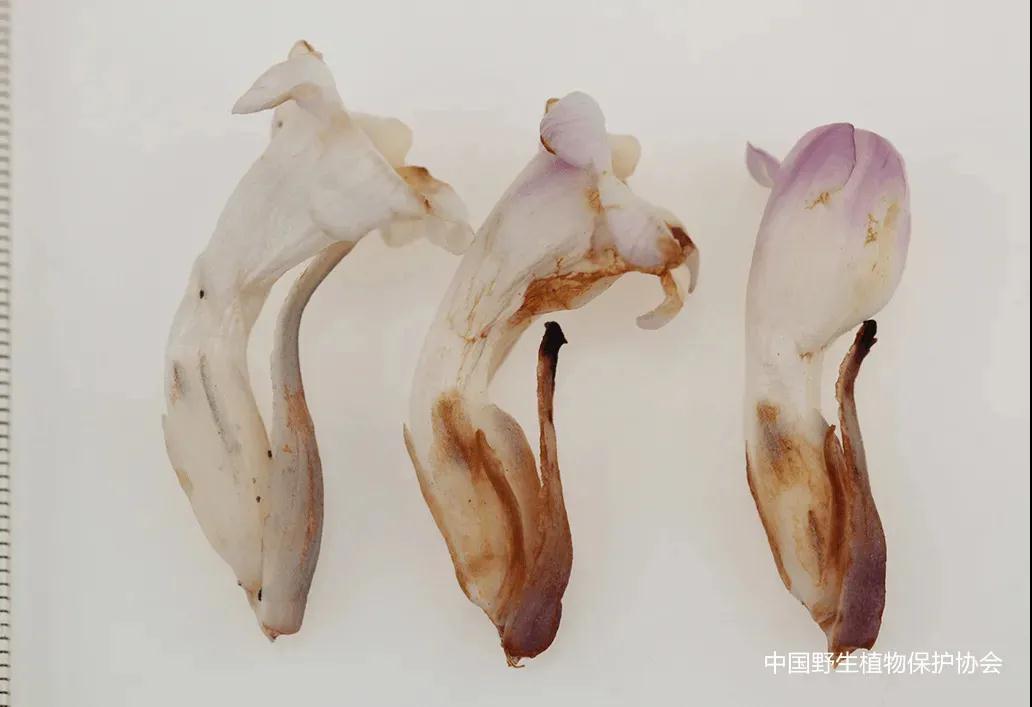 野生草苁蓉图片和用途,草苁蓉在历史上名贵中草药