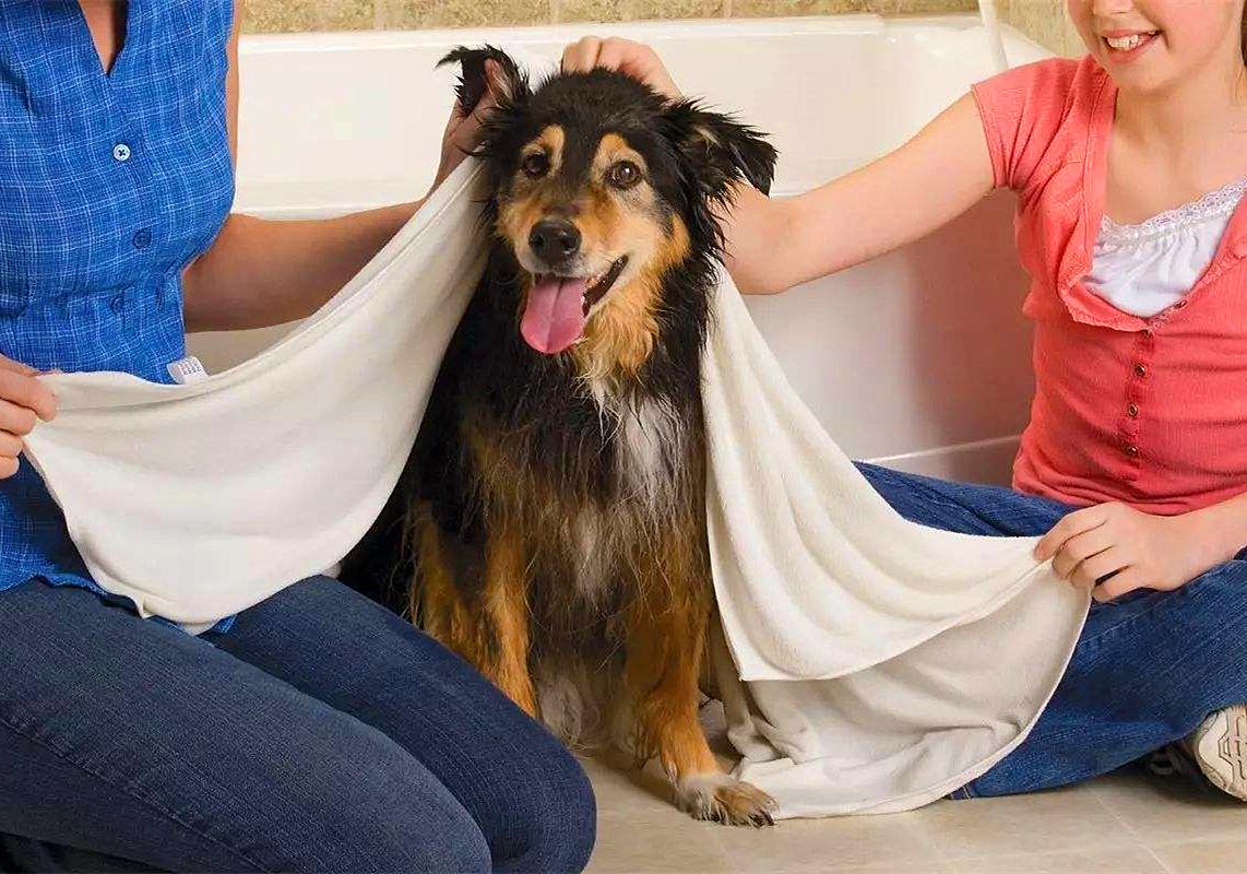 特殊时期如何做好宠物清洁工作？这两点最重要，但仍需注意安全