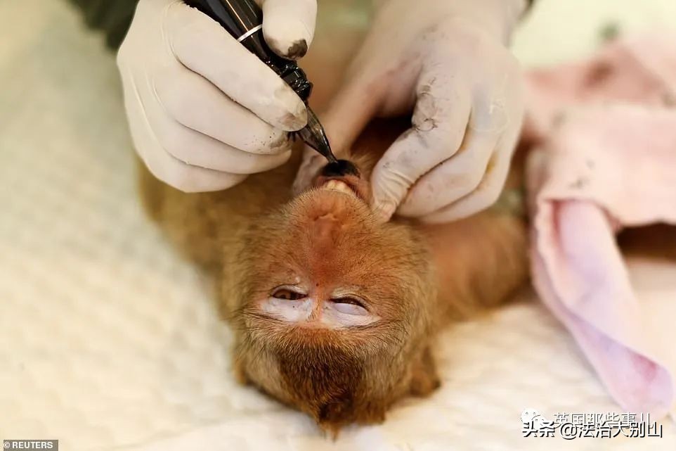 泰国疫情猴子,泰国猴子抗击疫情视频