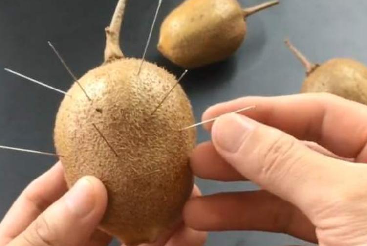 猕猴桃怎么快速变软能吃,猕猴桃硬果怎么吃法