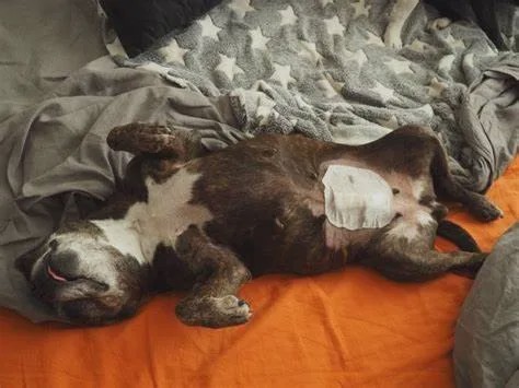 你家养的是女汪吗?那一定要为它注意这项妇科疾病