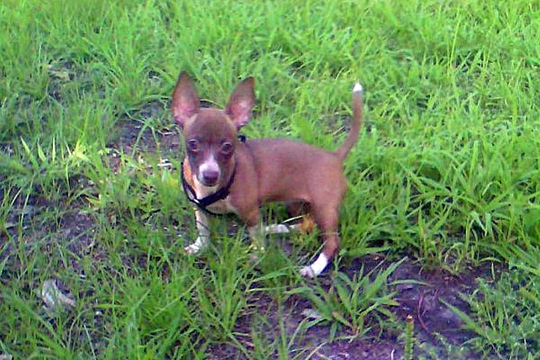 七旬老人突发疾病及时获救,吉娃娃生病了全集