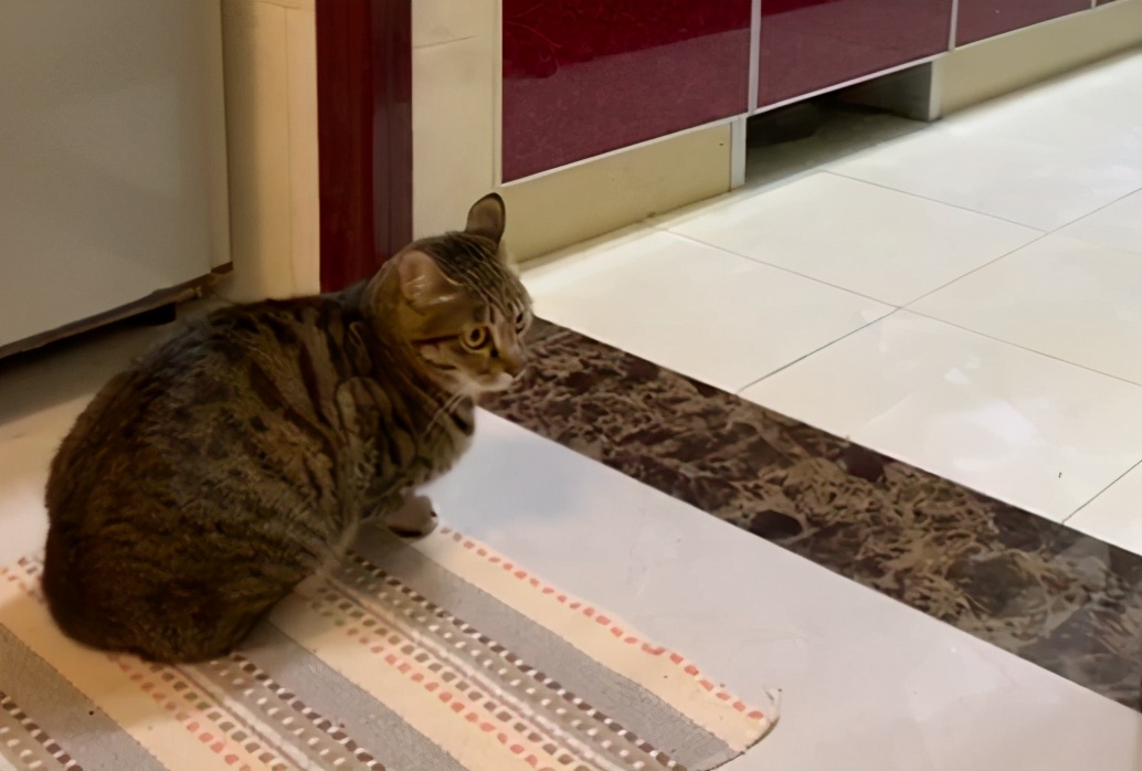 猫不吃罐罐怎么办,英短猫吃零食不吃主食咋办