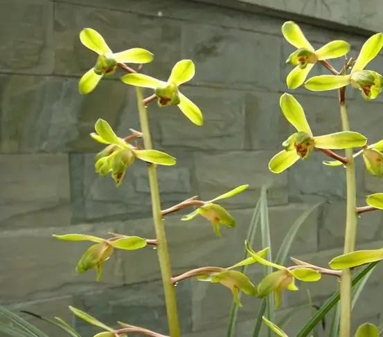 长寿梅蕙兰怎么种植,蕙兰老八种兰花哪一种最好