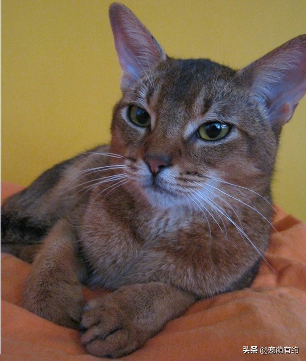 阿比西尼亚猫养一只好还是两只,阿比西尼亚猫智商相当于几岁小孩