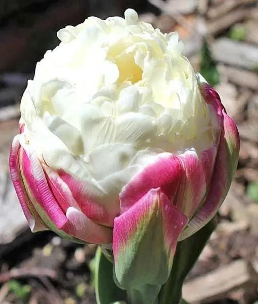 月季花的花花世界,郁金香的花海视频