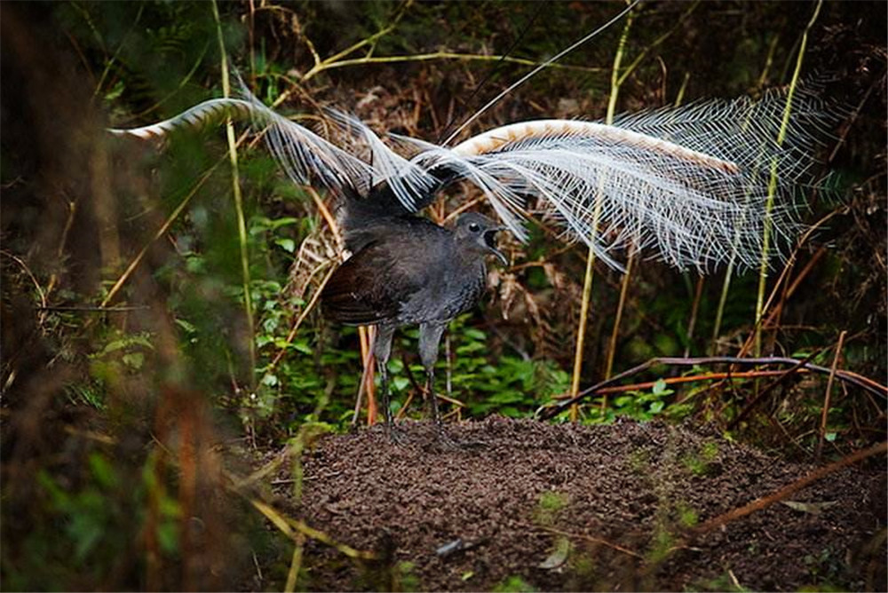 热带雨林最可怕会飞的鸟,山里常见的尾巴很长的鸟