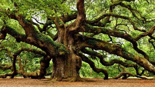 朗读诗致橡树,诵读《致橡树》背景音乐