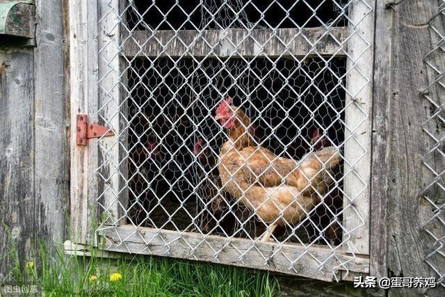 如何防治鸡产蛋下降,季节交替的病
