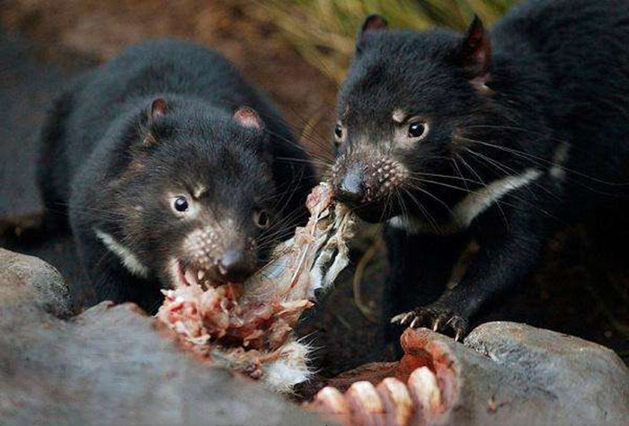 艾鼬在东北是保护动物吗,艾鼬北疆亚种